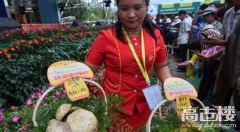 今日易门野生菌头条,今日头条带你领略大自然的馈赠