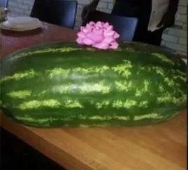 洋瓜老了怎么吃,探索洋瓜老化的美味新吃法