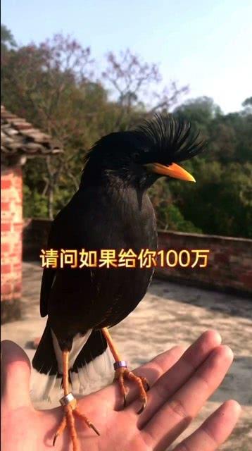 比鸟在线观看,探索云端鸟类的精彩世界