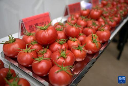 网红哥西红柿,揭秘网络红人的魅力与影响力