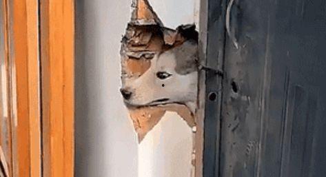 狗头吃瓜的视频,萌态十足，网友直呼可爱爆表！