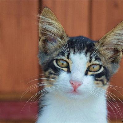 众多网红小猫咪图片,盘点那些萌化人心的猫咪瞬间