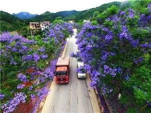 广南新闻头条,揭秘广南古城焕新记