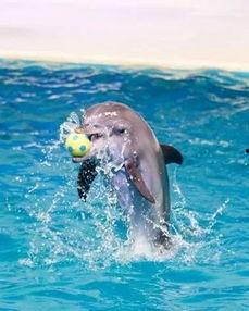 海豚明星,海洋中的璀璨明珠