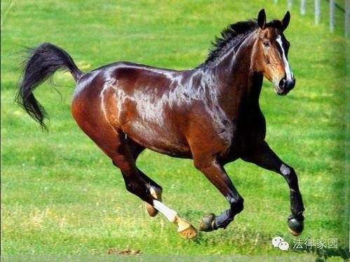 网红陈泥马,网络红人的崛起与影响力