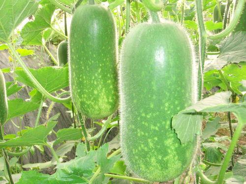 春游吃瓜照片高清,高清照片下的美味瞬间