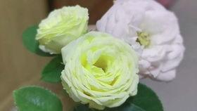 兔子吃伊丽莎白瓜吗,探究兔子的饮食习惯与瓜类选择