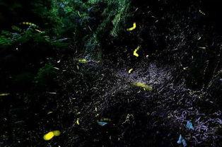 萤火虫 在线观看,浪漫光影下的自然奇观在线欣赏