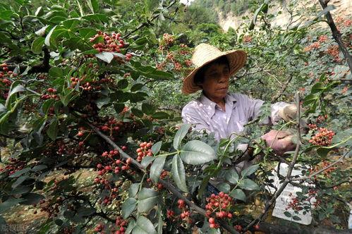 今日头条花椒种植技术,从选种到收获的全程指导