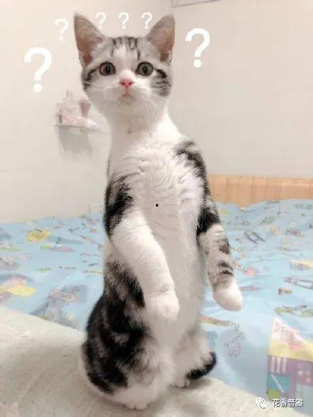 吃瓜猫的视频,视频中的那些幕后故事