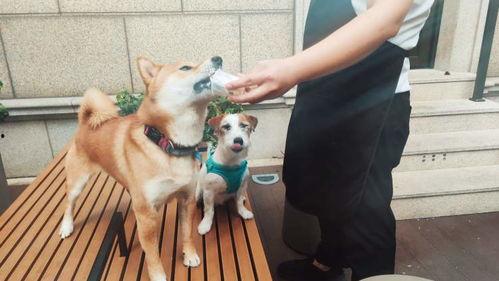 头条宠物卖家秀