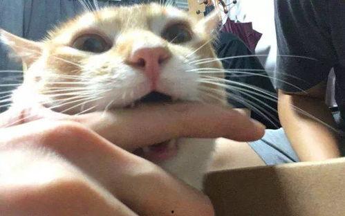 逻辑猫吃瓜,一场智慧与美食的较量