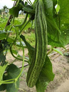 中国大神吃瓜视频,揭秘娱乐圈幕后风云