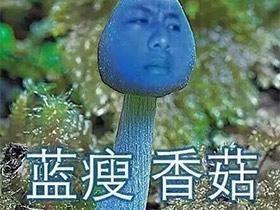 网红香菇什么意思,揭秘网络红人的崛起之路