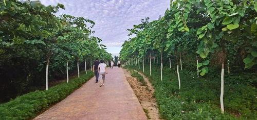 广州网红郊野公园在哪里,探寻城市绿洲的秘密角落