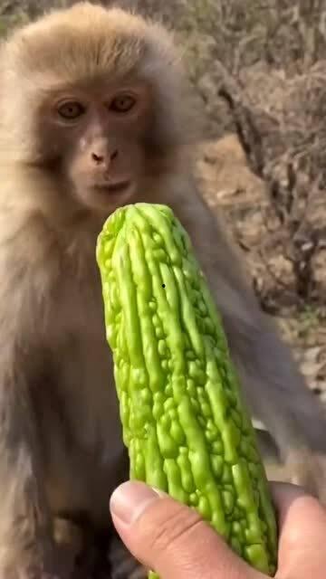 猴子吃瓜的好处