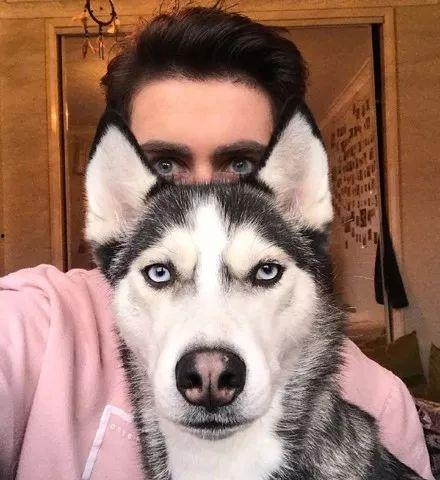 网红二哈喝水图